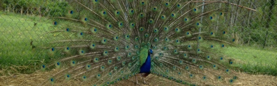peacock-dance
